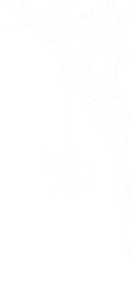 Spiders vector